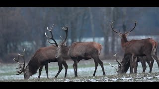 Żerująca chmara jeleni byków na polu