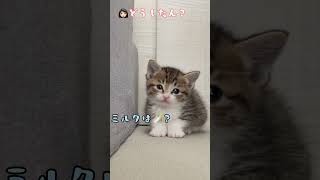 可愛い鳴き声で何かを訴えています😆 #保護猫 #子猫 #赤ちゃん猫 #shorts