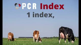 PCR Index - Select your bulls for crossbreeding