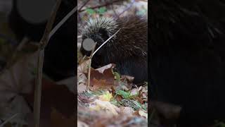 What Happens When a Turkey Meets a Porcupine? #Shorts