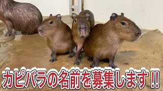 カピバラ３頭の赤ちゃんの名前を募集します♫〜8月16日まで！