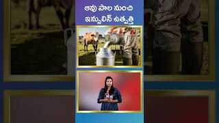 Cow Milk Insulin : ఆవు పాల నుంచి ఇన్సులిన్‌ ఉత్పత్తి.. | Ntv Global