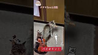 ナツミちゃん日記　バイオリン #ねこ好きさんと繋がりたい #猫のいる暮らし #保護猫 #cutecat#バイオリン