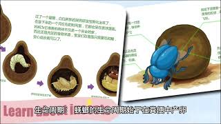 原来屎壳郎是这样滚粪球的                              It turns out that the dung beetle rolls the bowl like this