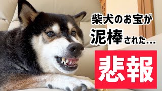 【悲報】柴犬のお宝が泥棒されました...