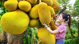 Harvesting Soursop Hybrid Jack Fruit \u0026 Go To Market Sell- Building Farm Life|Harvesting Farm Produce