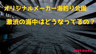 激渋だった時のオリジナルメーカー海釣り公園の水中映像(2021/04/03)