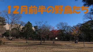 １２月前半の野鳥たち