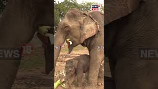 Kaziranga New Born Baby Elephant : কাজিৰঙালৈ আহিল নতুন আলহী । N18S | 24-01-2025 |