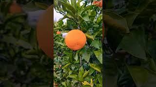 【癒し動画】熊本県玉名市  みかん🍊 #松山千春    #shorts