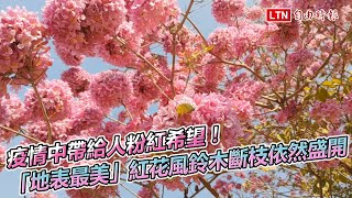 疫情中帶給人粉紅希望！「地表最美」紅花風鈴木斷枝依然盛開