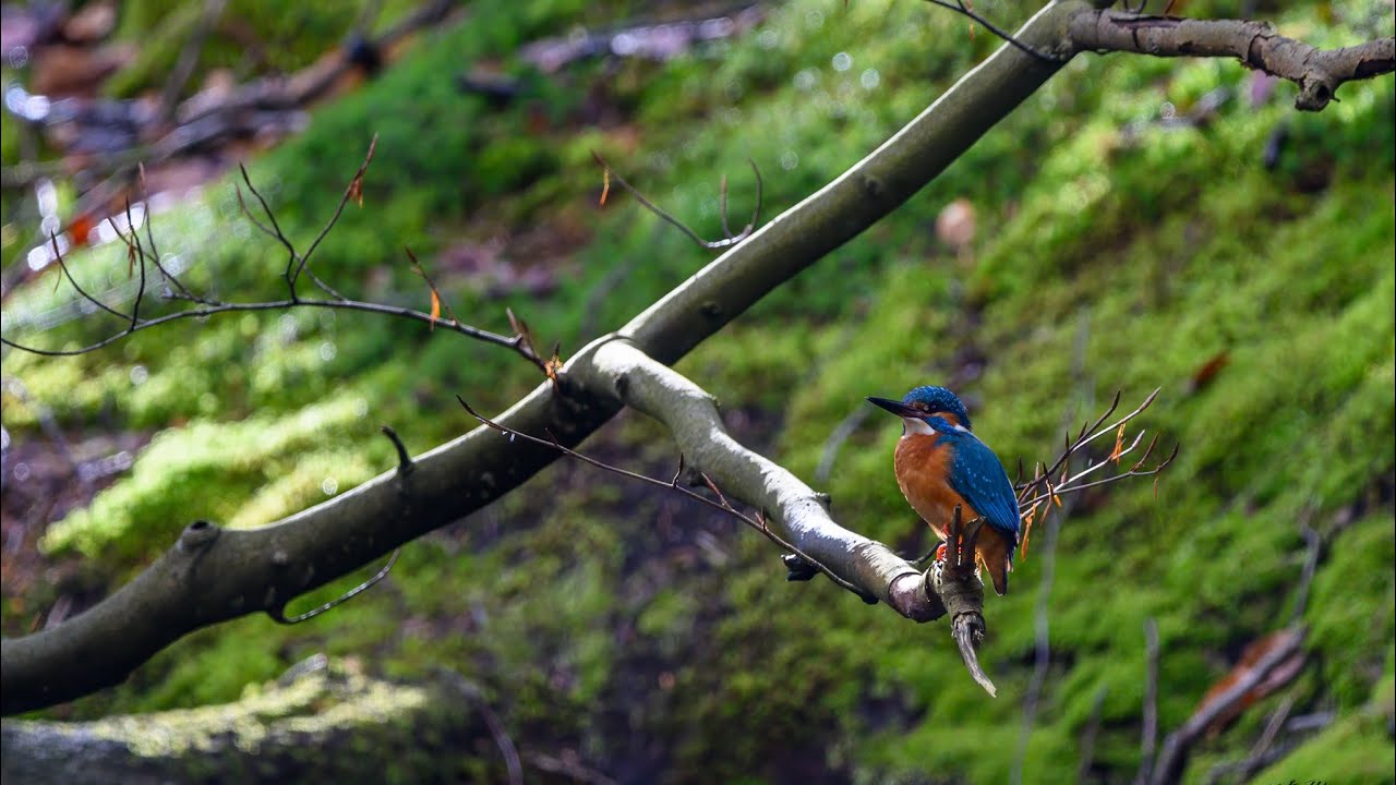 Kingfishers Youtube