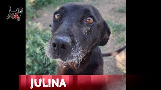 Mentor4dogs- JULINA