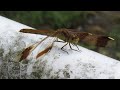 ミヤマアカネ（深山茜）♀～静岡市清水森林公園やすらぎの森にて～