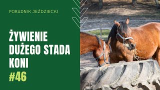 ŻYWIENIE DUŻEGO STADA | Poradnik jeździecki #46