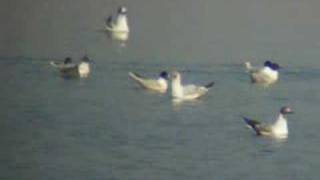 Little Gulls, Huizen