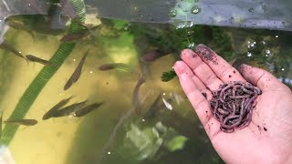 മണ്ണിര അനാബസ് ടാങ്കിൽ ഇട്ടതെ ഓര്മയുള്ളൂ  Earthworm in fish tank My farming EP372