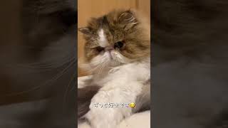 【ブサカワ猫】今度は一緒にあそびます☺️ #shorts