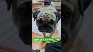 ご飯後のハク隊長。#パグ #pug #ぱぐ #日常 #癒し #shorts #ショート #犬のいる暮らし #いぬ