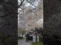 桜ひらひら舞い落ちる