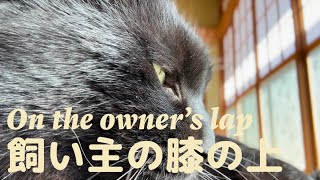 ご満悦な美しい黒猫🐈‍⬛❤️ Beautiful black cat who is happy