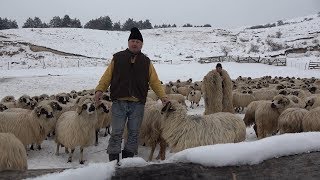 In vizita la stana domnului Ioan de la Floresti, Cluj - 2019