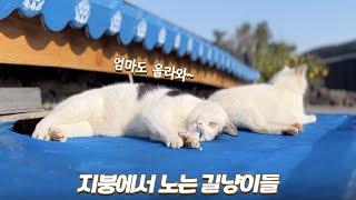 기껏 캣티오 지어줬더니 지붕 위에서 노는 청개구리 길냥이들 🤦‍♀️ | 쫀니와 쪼꼬미들 | 🏝️베베집사 제주살이