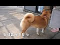 【京の柴犬】一緒に頑張りましょう！　太郎の犬モノガタリ番外編