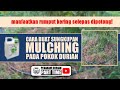 Cara Buat Mulching Pada Pokok Durian