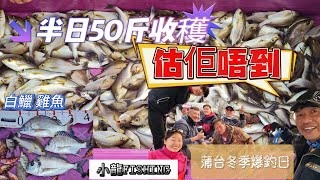 [小龍fishing#180]冬季半日50斤!!蒲台島爽釣!專心目標白鱲會找到@fishing0118