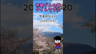 市房ダムの桜（熊本県水上村）2024/03/20