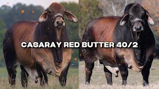 MR. CASARAY RED BUTTER 40/2