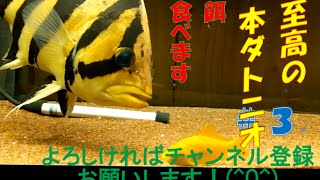 Siamese Tiger Fish 　至高の　ダトニオ　ストーリー＃３　捕食