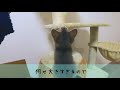 上下運動に楽しさを見出した子猫【ソマリブルー】