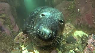 'Just 5 More Minutes': Sleepy Seal Can Hardly Keep Eyes Open