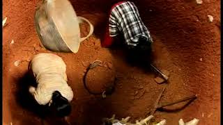 Kudumbasree women in Pookottu Kavu, Palakkad are digging Wells