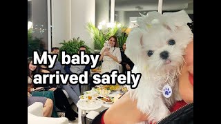 Our lovely Maltese boy met his new family in Vancouver😍!!! l Korea teacup puppies