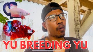 Yu Ramaikan Lagi Dengan Cara Breeding