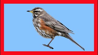 Redwing Song! Redwing Call! Redwing Sound! Redwing Singing! - Zorzal Alirrojo Canto - Turdus Iliacus