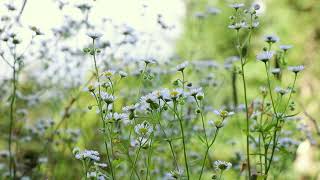 Calm Moments with Swaying Petals | Healing Study Music