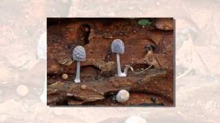 Coprinopsis pseudofriesii - fungi kingdom