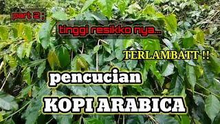 jangan anggap remeh|| INI BAHAYA NYA TERLAMBAT PENCUCIAN SETELAH PANGKAS BERAT KOPI ARABIKA