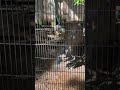 ハヤブサと虹　井の頭自然文化園 動物園　2024（r6）年8月3日 土 撮影　 井の頭自然文化園　 ハヤブサ