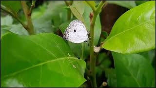 Acytolepis puspa#butterfly