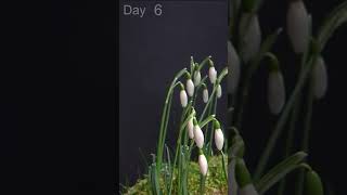 Snowdrops Growing Time Lapse The Delicate Beauty of Early Spring 🌼#viral #shortfeed  #timelapse