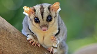 Tìm hiểu đặc điểm và cách nuôi Sóc bay Úc Sugar Glider