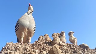 birds baby | chakor chicks | Partridge birds | birds chicks