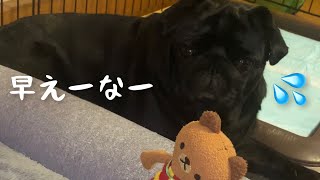 飼い主が予定より早く帰宅した時の黒パグの反応!!The reaction of the black pug when the owner returns home earlier than pl