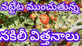 నట్టేట ముంచుతున్న నకిలీ విత్తనాలు