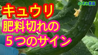 【キュウリ】重要！肥料不足のサインと追肥のコツについて解説します。これを知っておくだけでキュウリが大量に取れます。